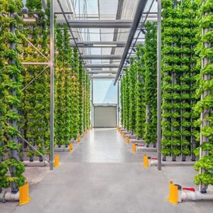 Hydroponic Farming