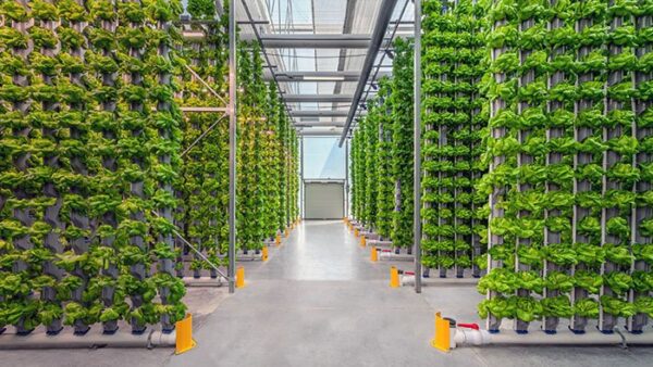 Hydroponic Farming