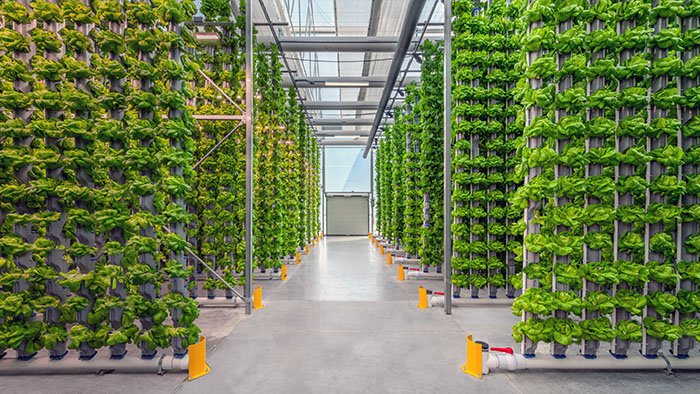 🌿 Hydroponic Farming
